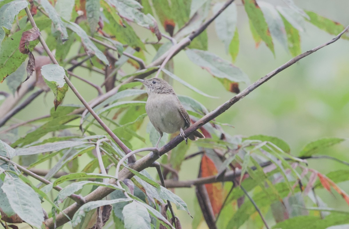 House Wren - ML623966357