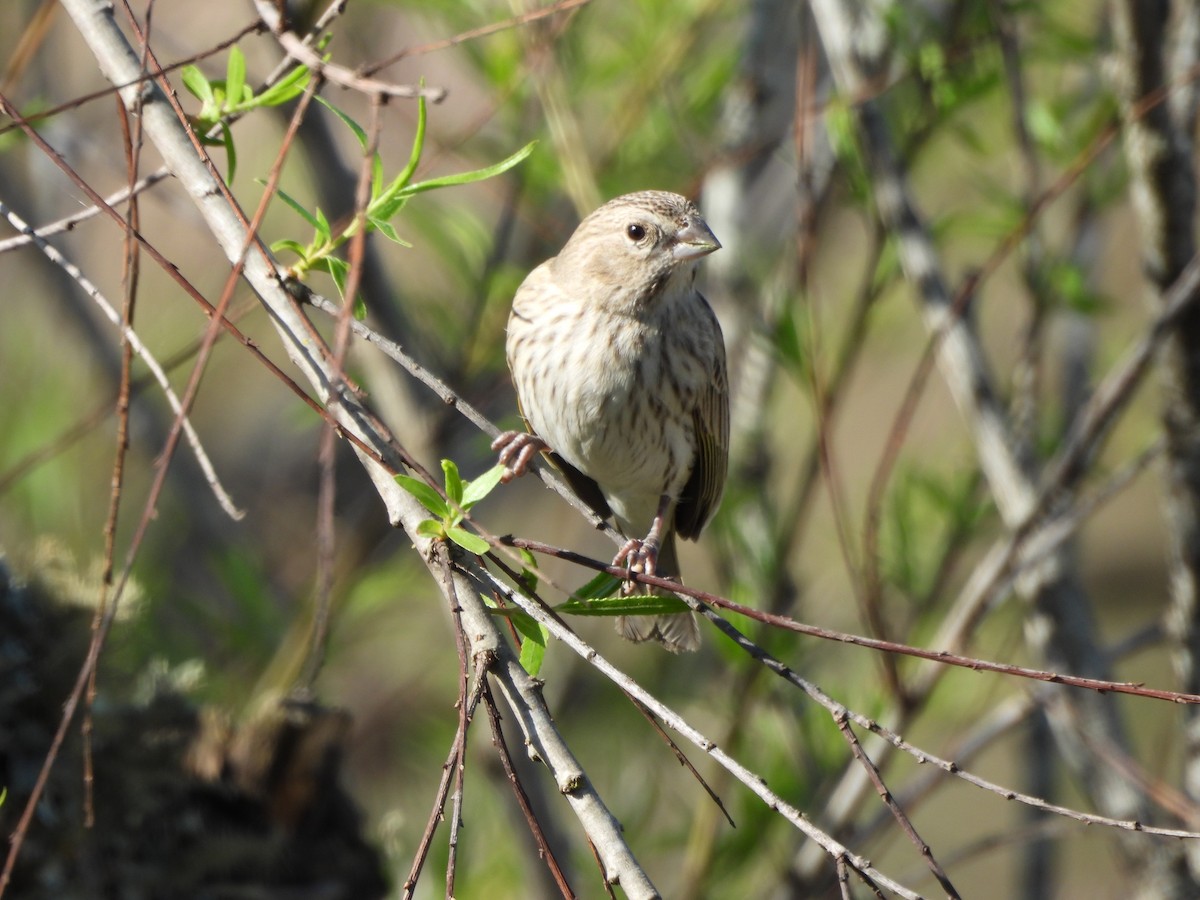 Saffron Finch - ML623966378