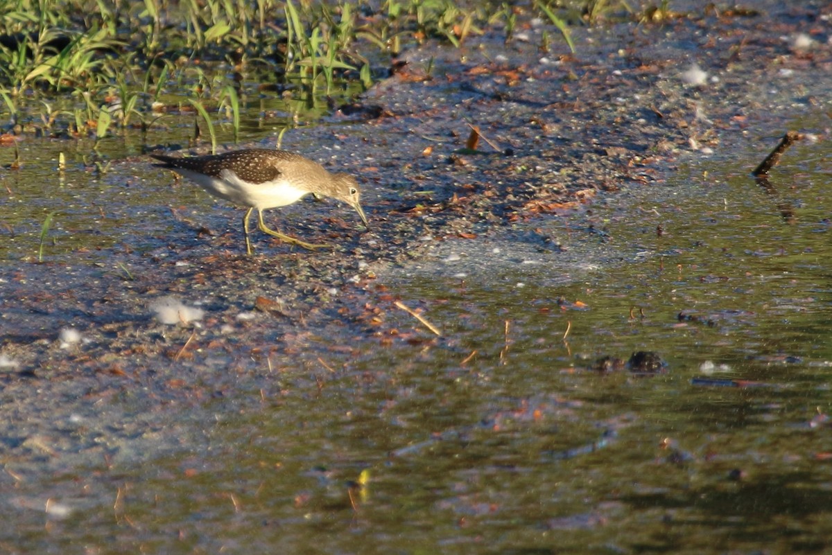 Einsiedelwasserläufer - ML623966381