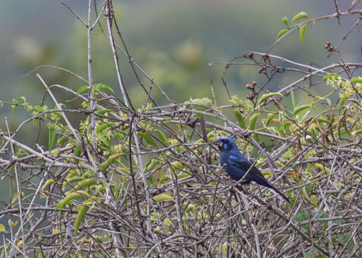 Ultramarine Grosbeak - ML623966394