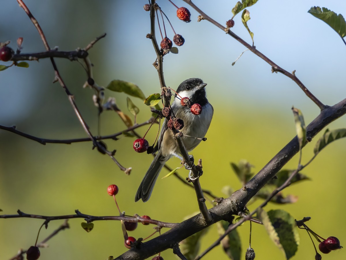 Black-capped Chickadee - ML623966406