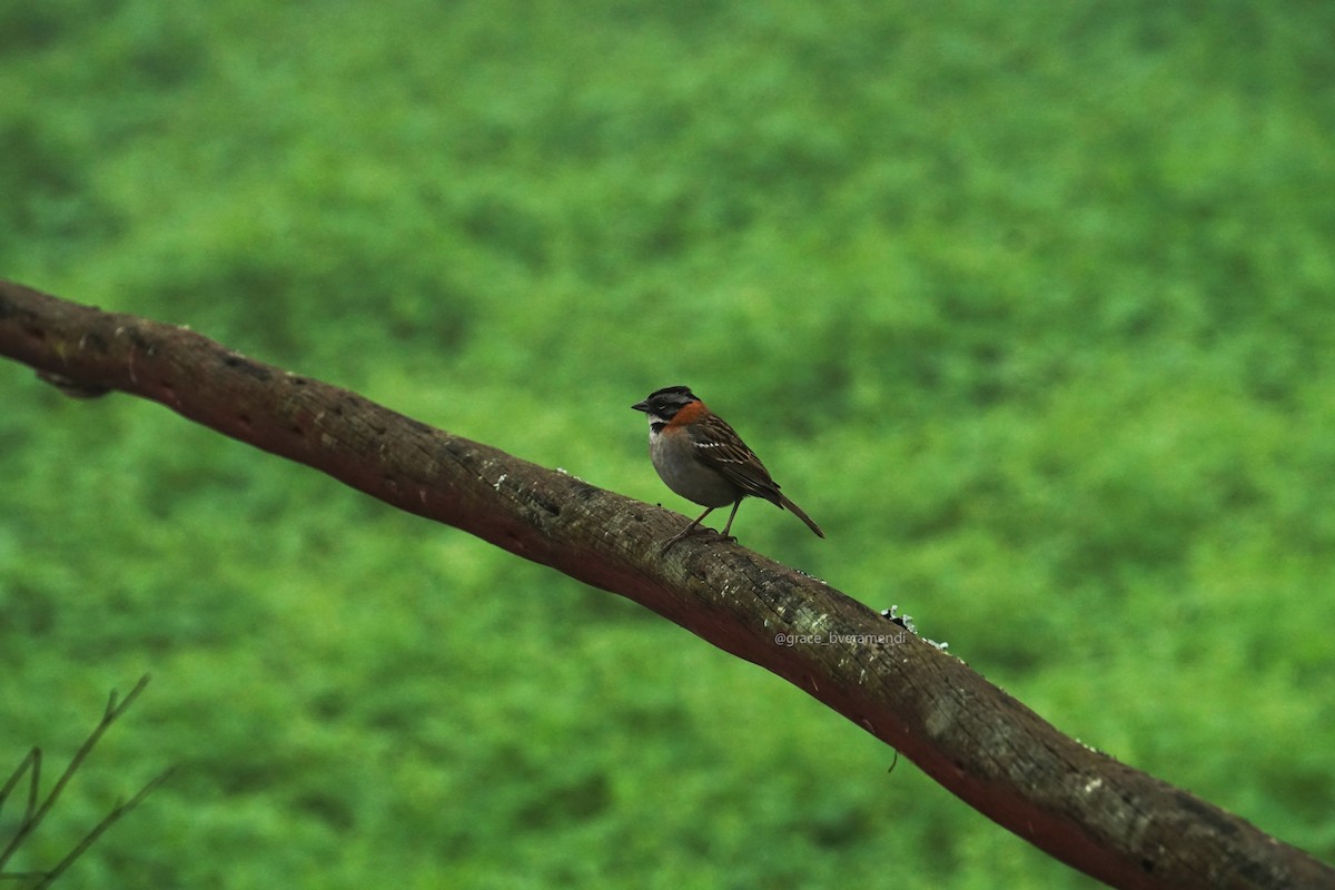 Rufous-collared Sparrow - ML623966413