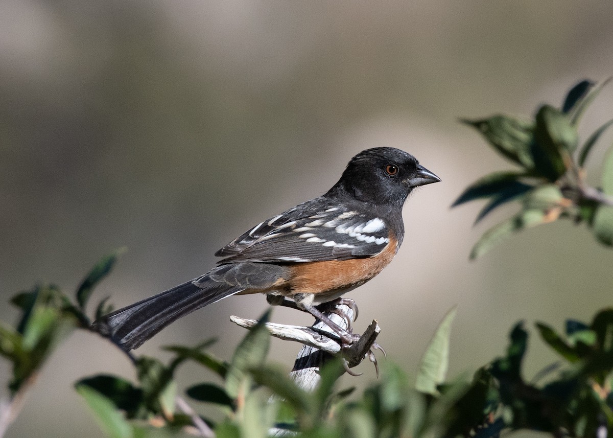 Spotted Towhee - ML623966427