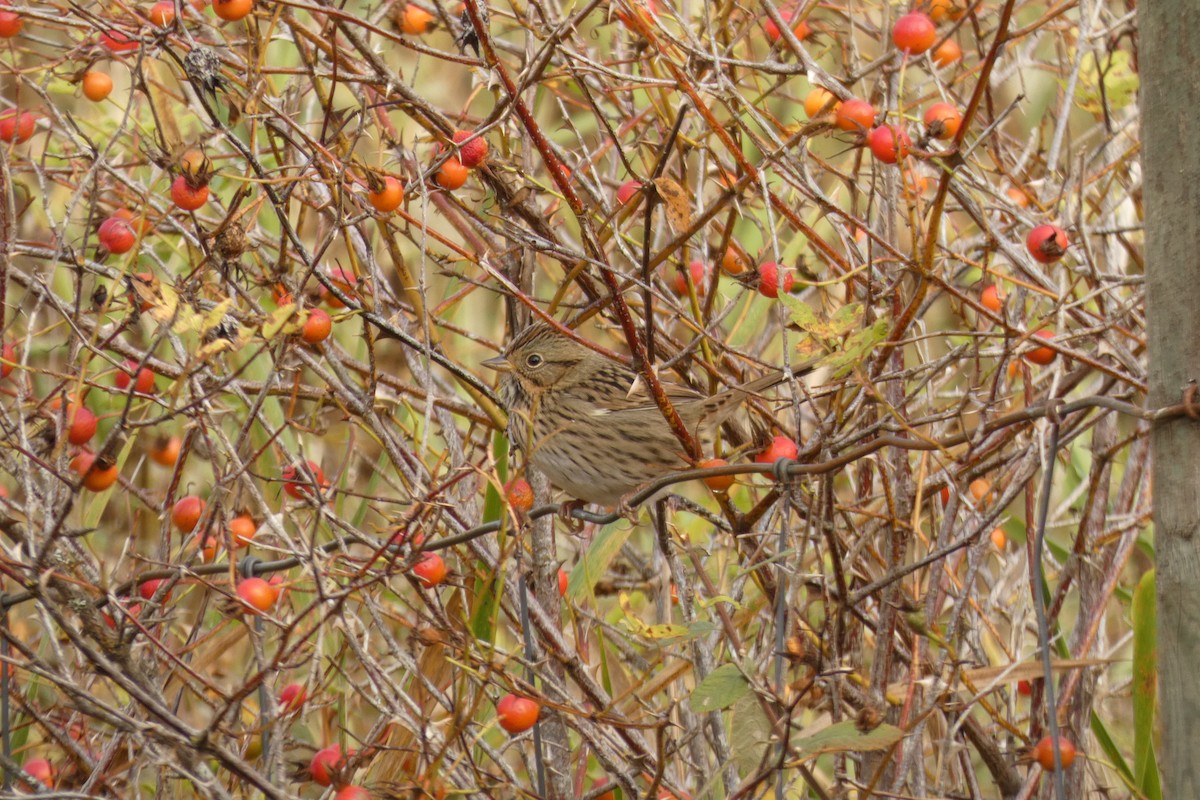 Lincoln's Sparrow - ML623966445