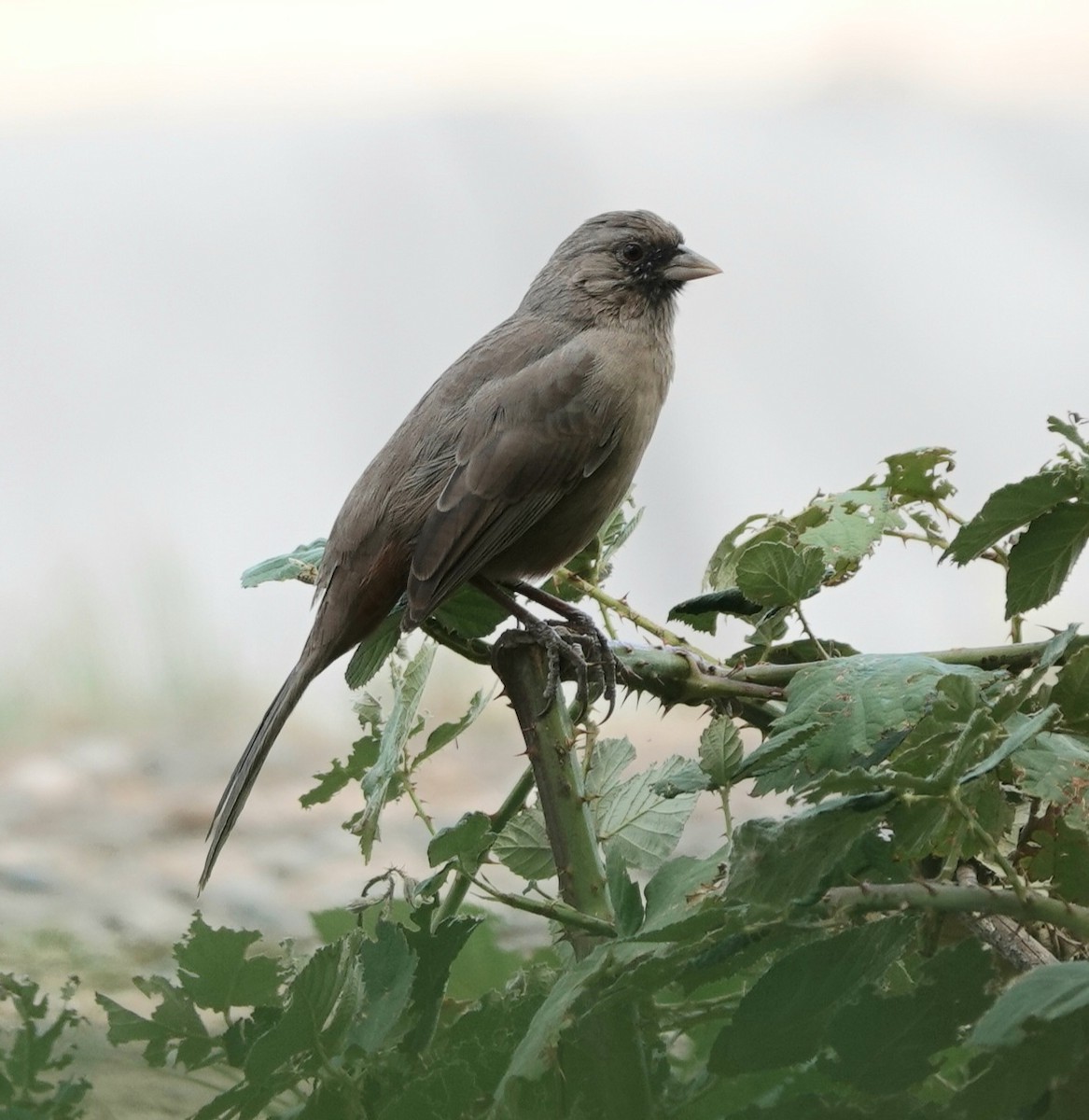 Abert's Towhee - ML623966449