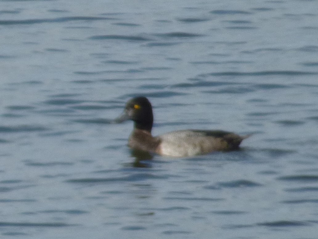 Lesser Scaup - ML623966450