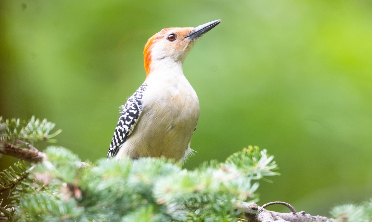 Red-bellied Woodpecker - ML623966456