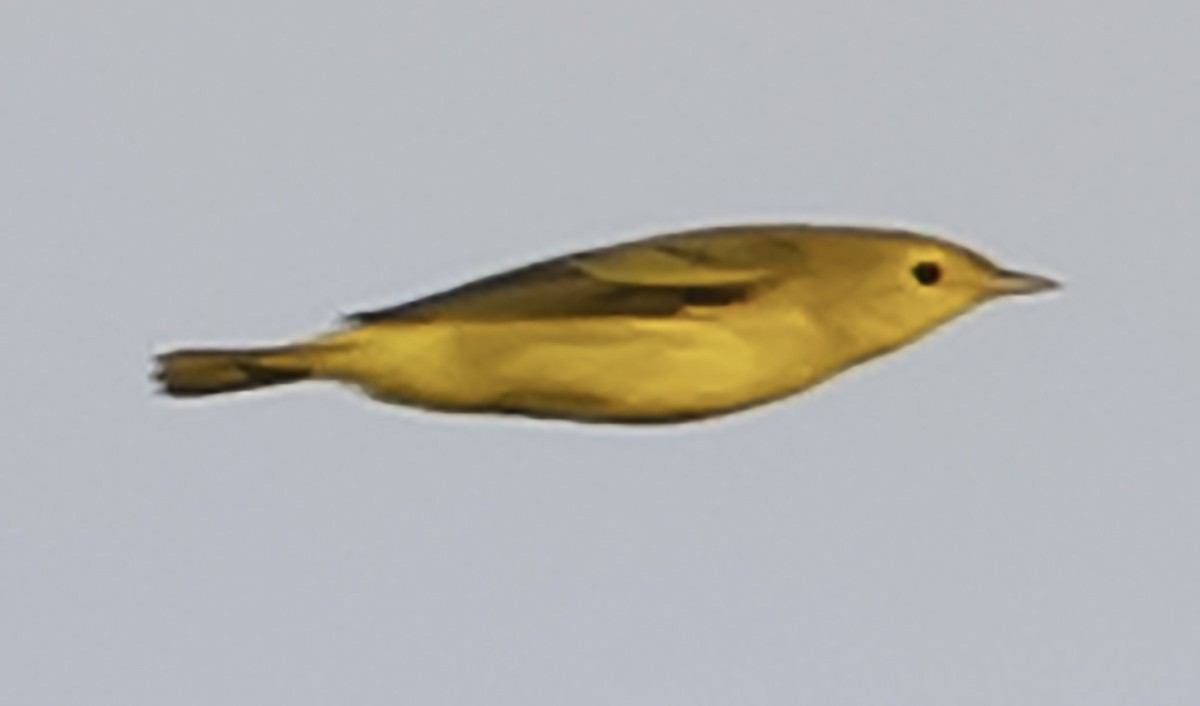 Yellow Warbler - David Muth