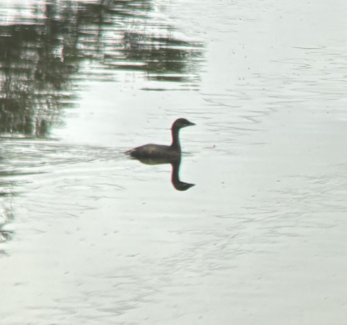 Pied-billed Grebe - ML623966467