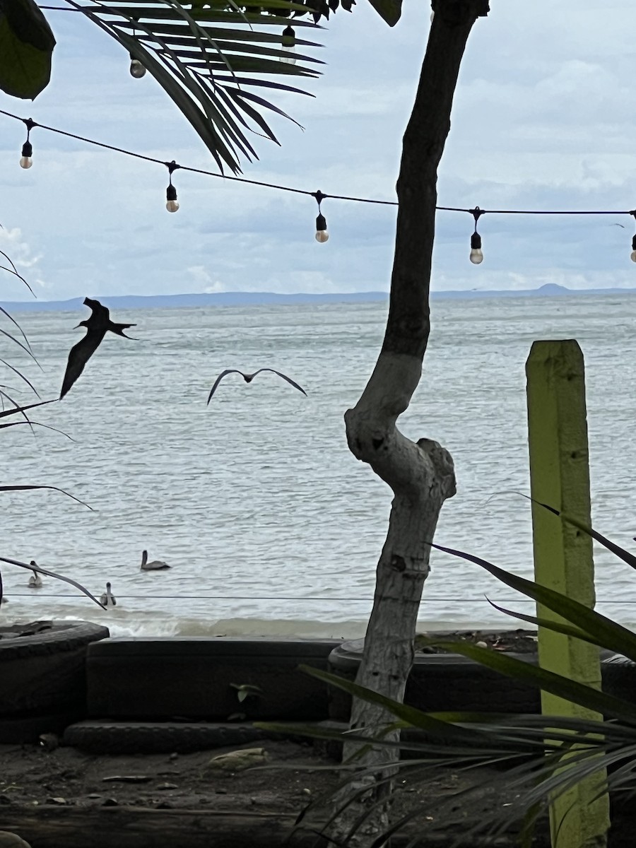 Magnificent Frigatebird - ML623966473
