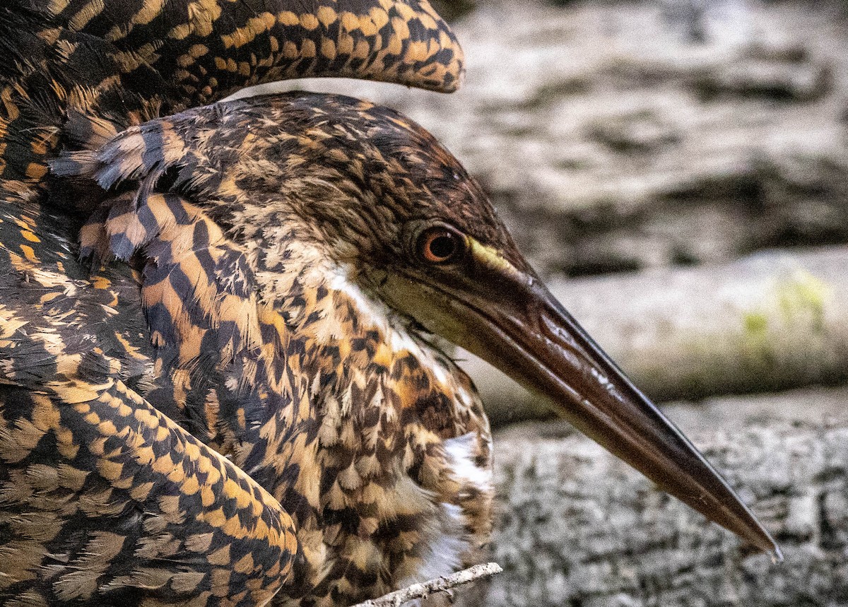 Rufescent Tiger-Heron - ML623966484