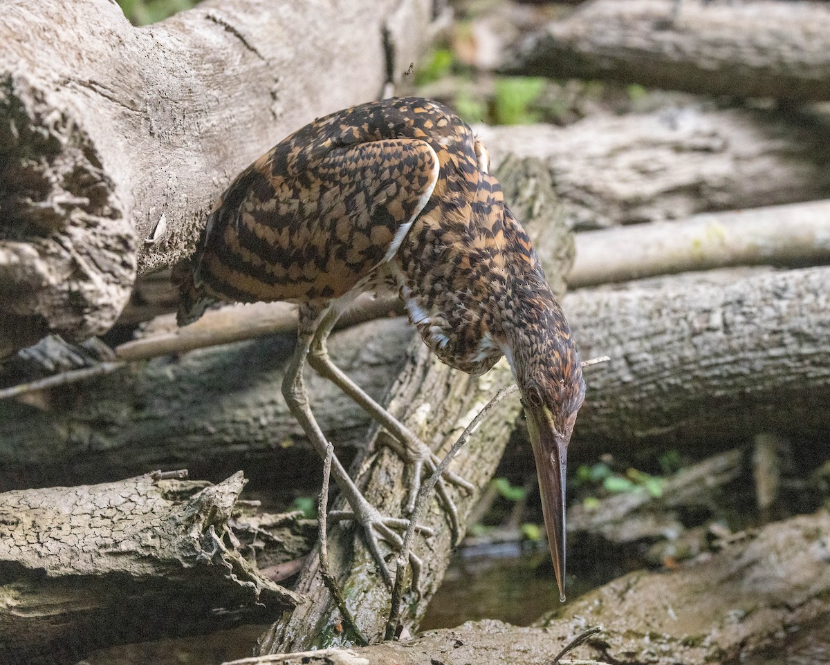 Rufescent Tiger-Heron - ML623966487