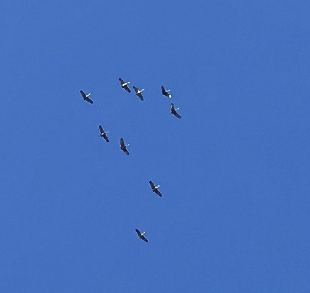 Sandhill Crane - ML623966504