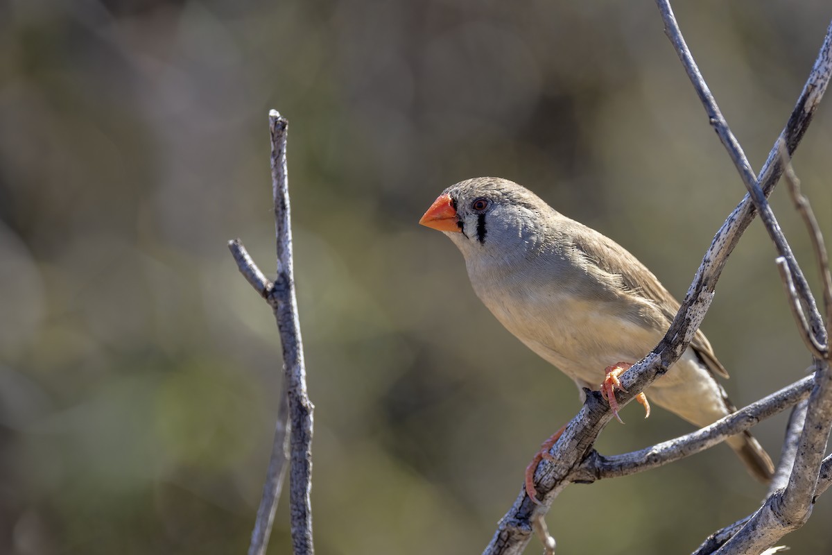 Zebra Finch - ML623966509