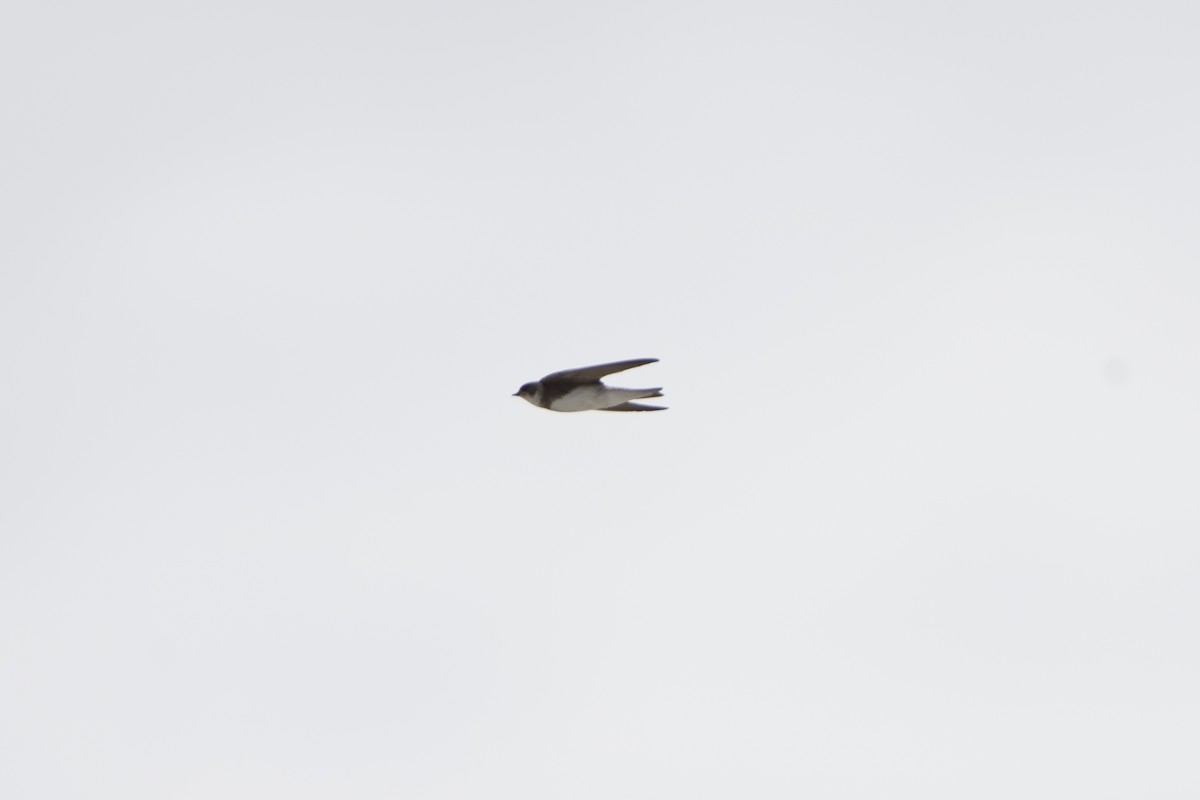 Bank Swallow - ML623966515