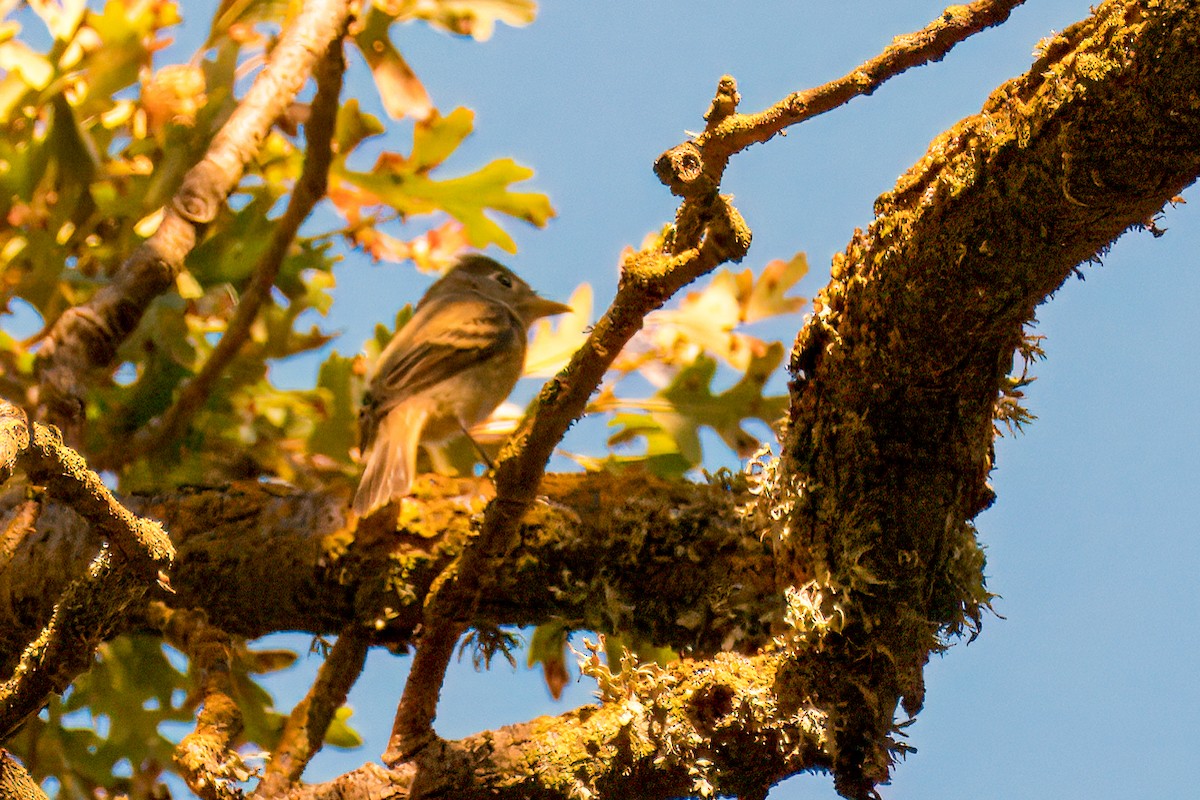 Western Flycatcher (Pacific-slope) - ML623966529