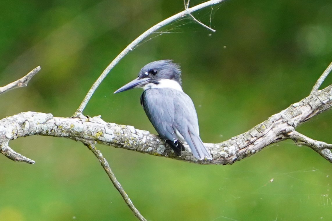Belted Kingfisher - ML623966532