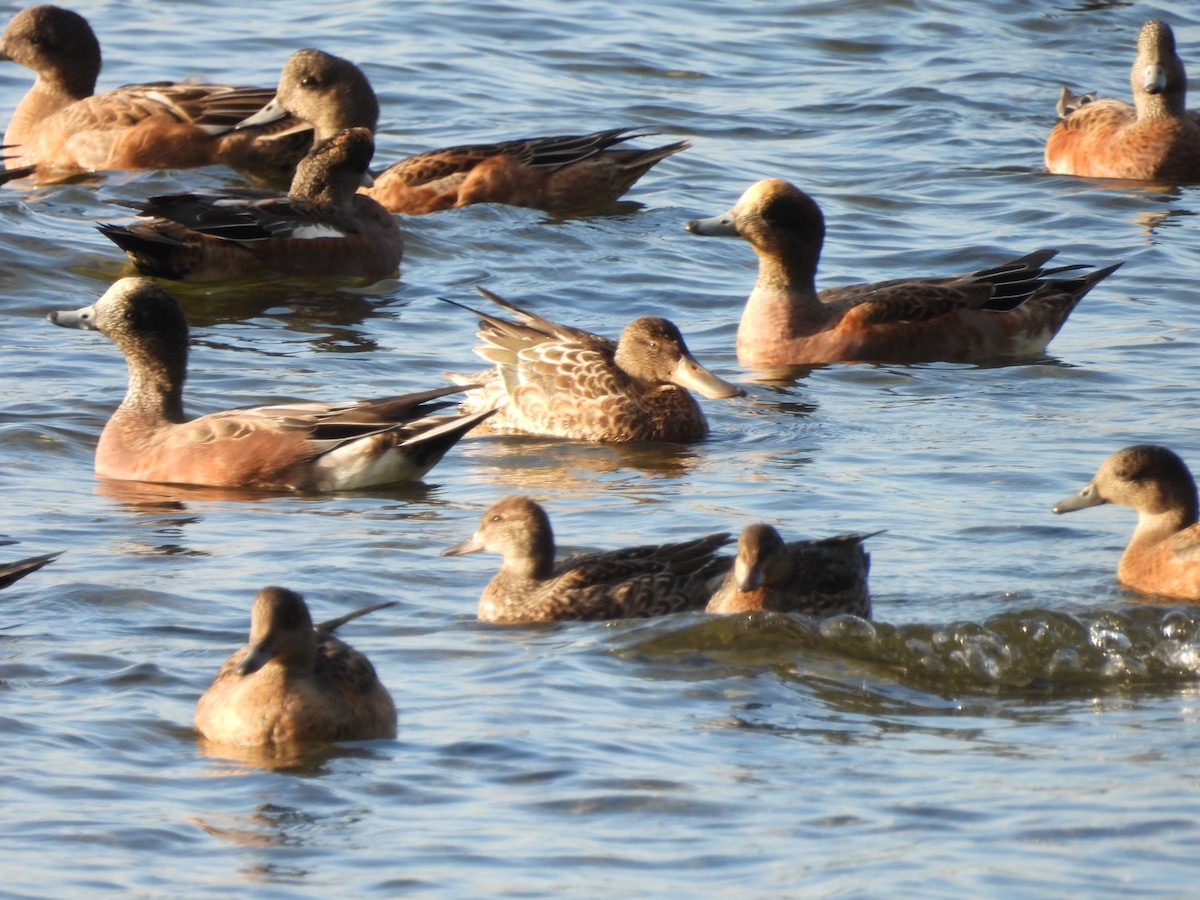 Northern Shoveler - Mark Stevens