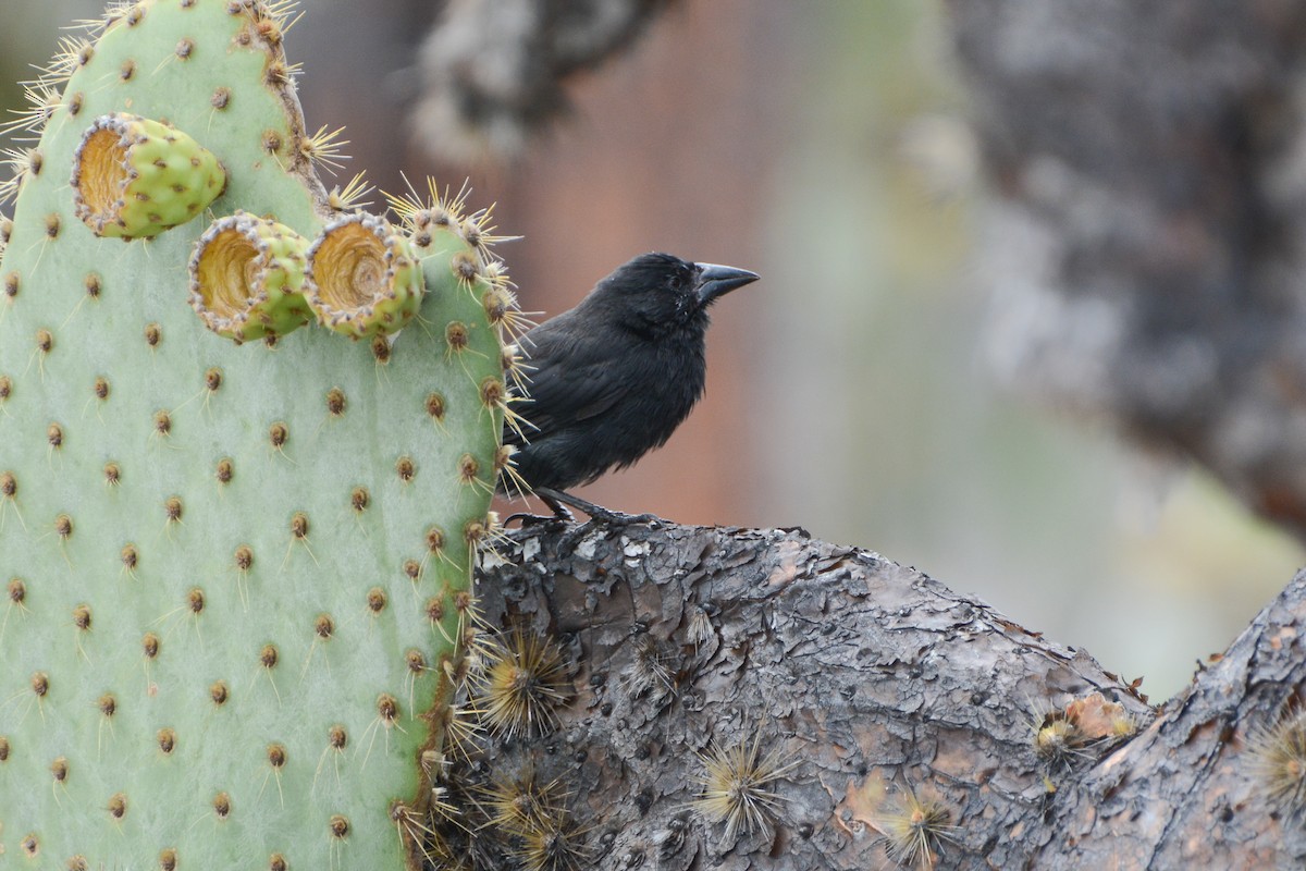 Common Cactus-Finch - ML623966539