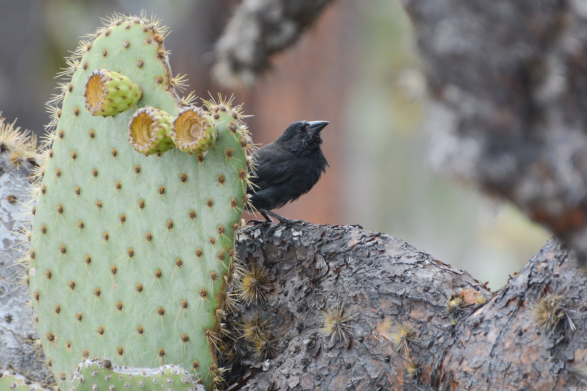 Common Cactus-Finch - ML623966540