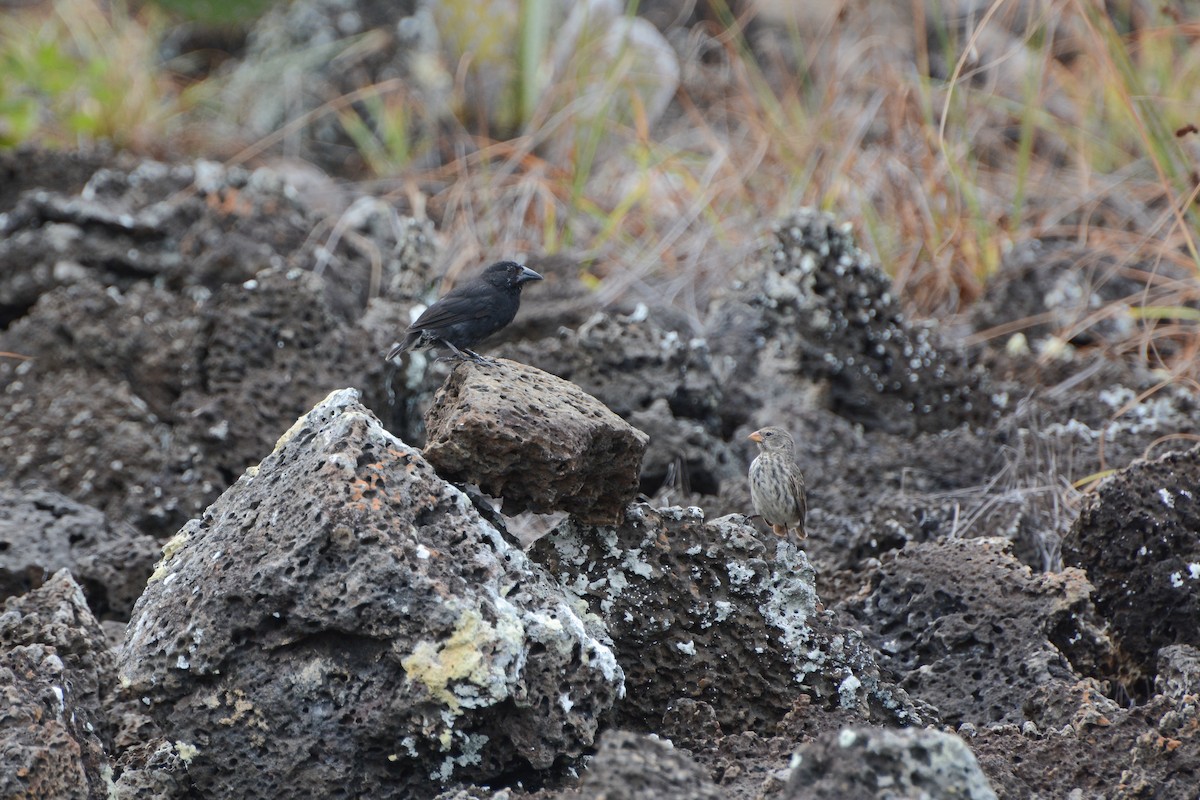 Common Cactus-Finch - ML623966541