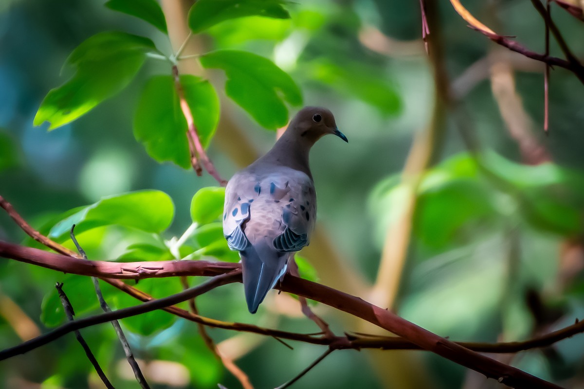 Mourning Dove - ML623966549