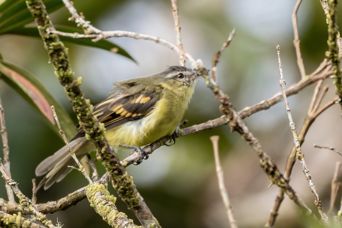 Sulphur-bellied Tyrannulet - ML623966551