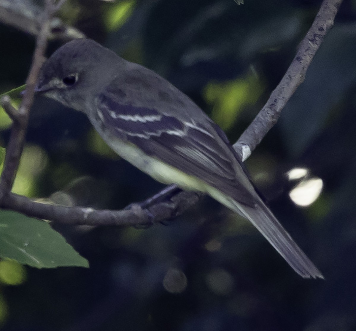 Alder Flycatcher - ML623966558