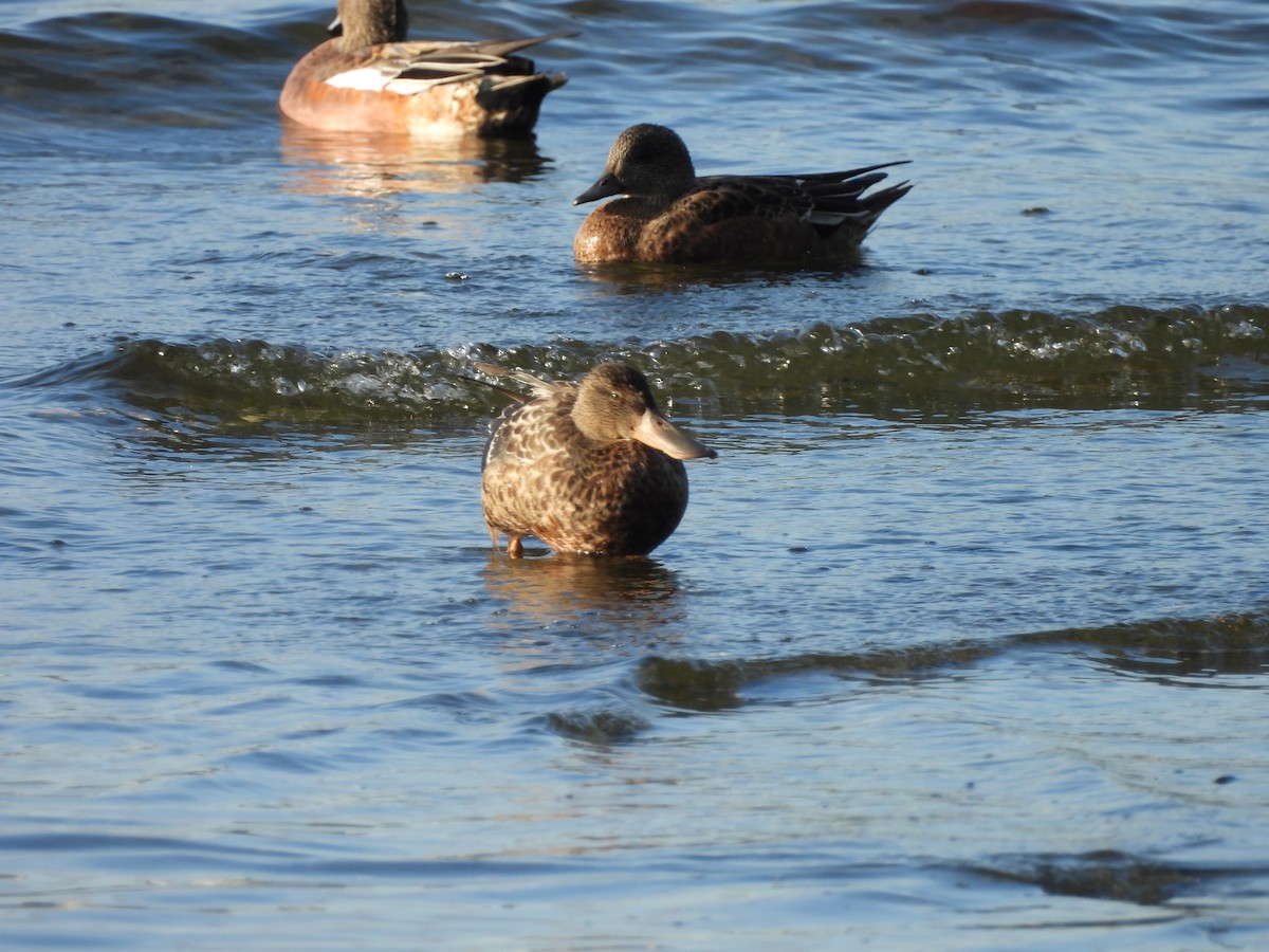 Northern Shoveler - Mark Stevens