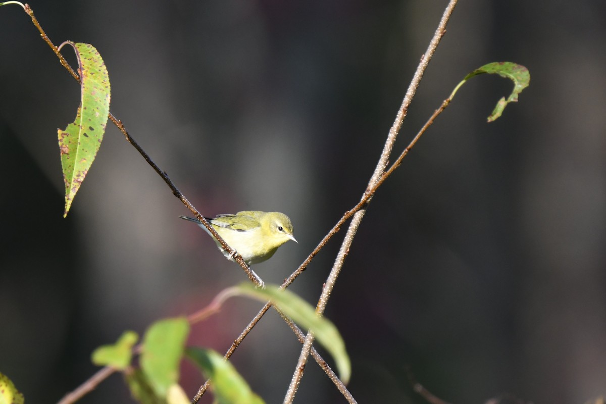 Tennessee Warbler - Kazumi Ohira