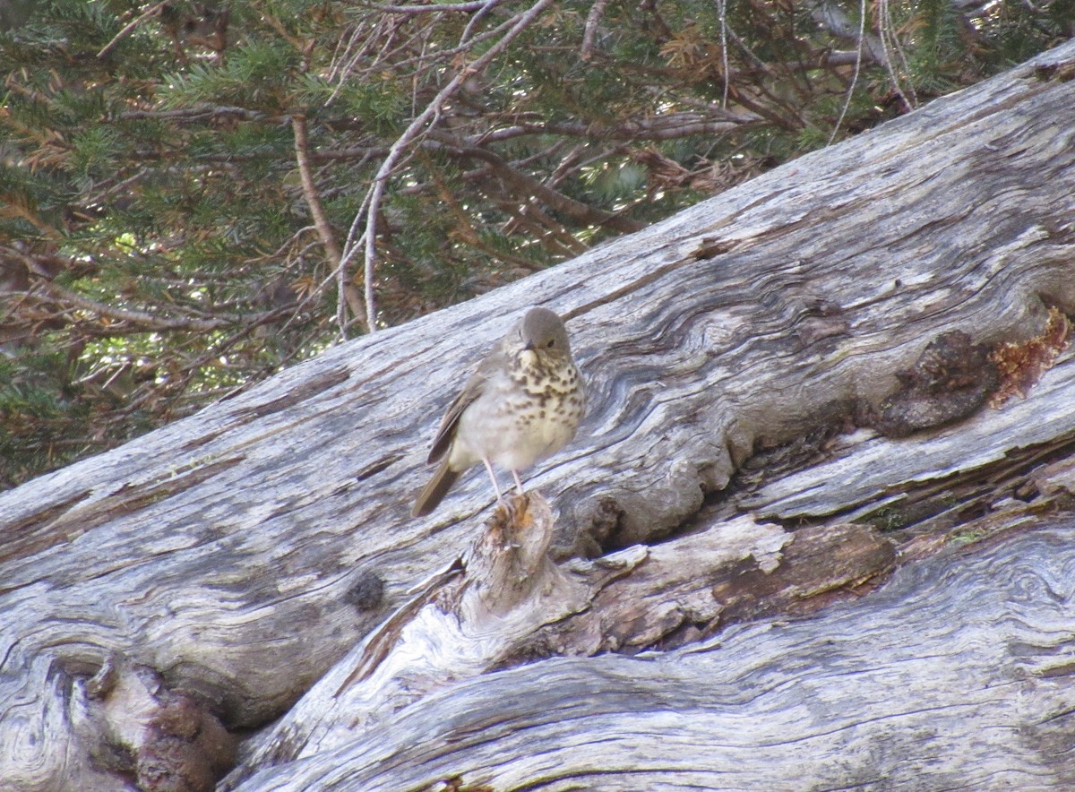 Hermit Thrush - ML623966624