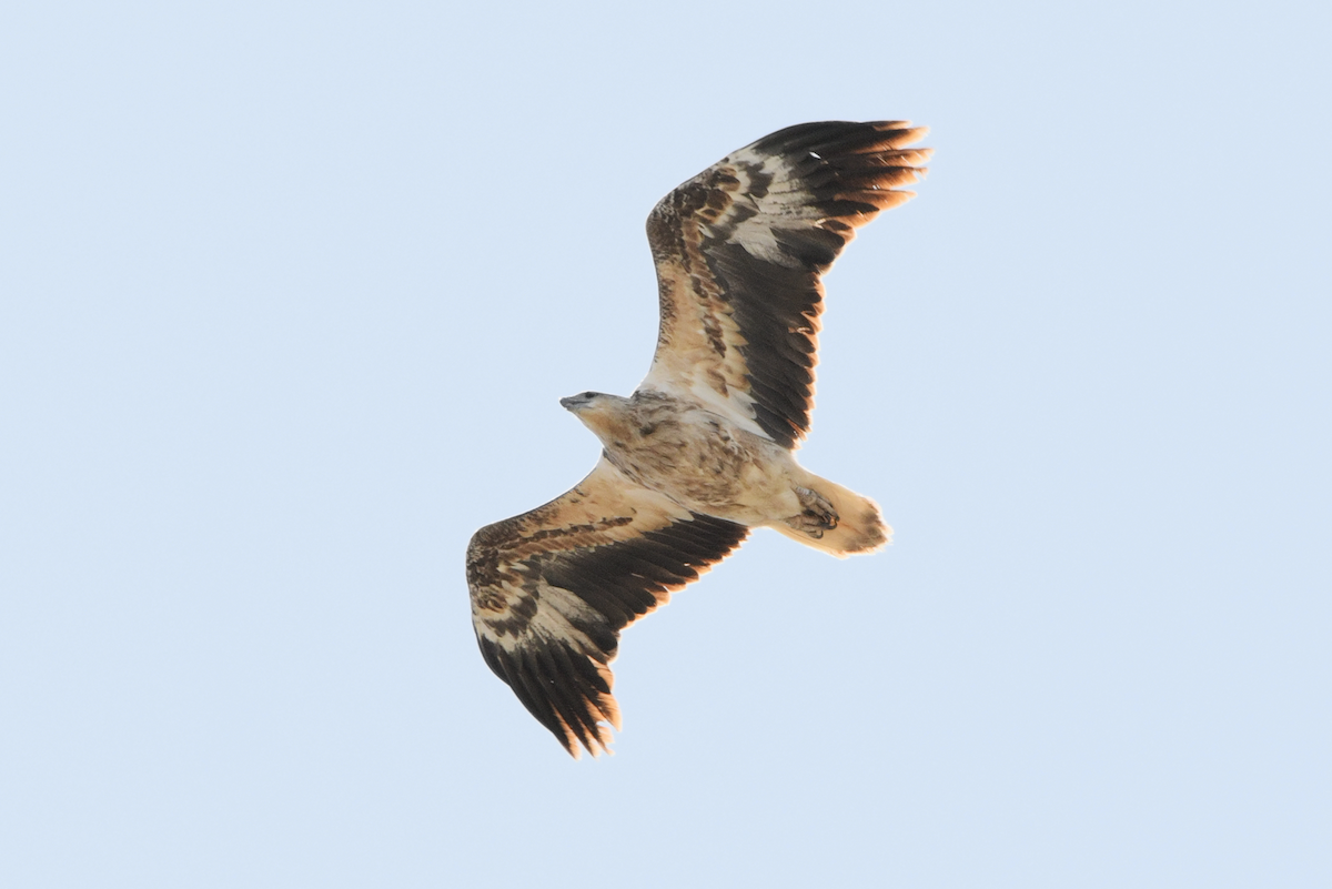 White-bellied Sea-Eagle - ML623966625