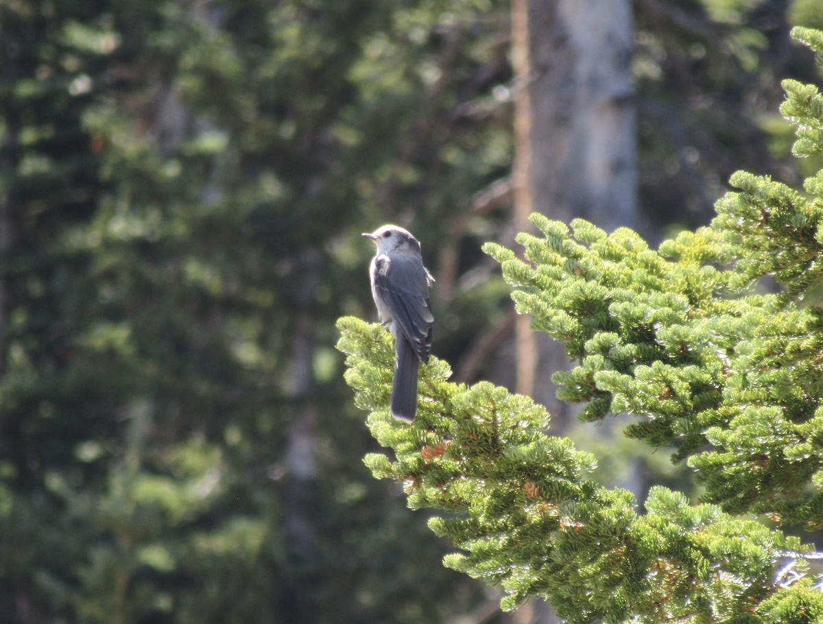 Canada Jay - ML623966639