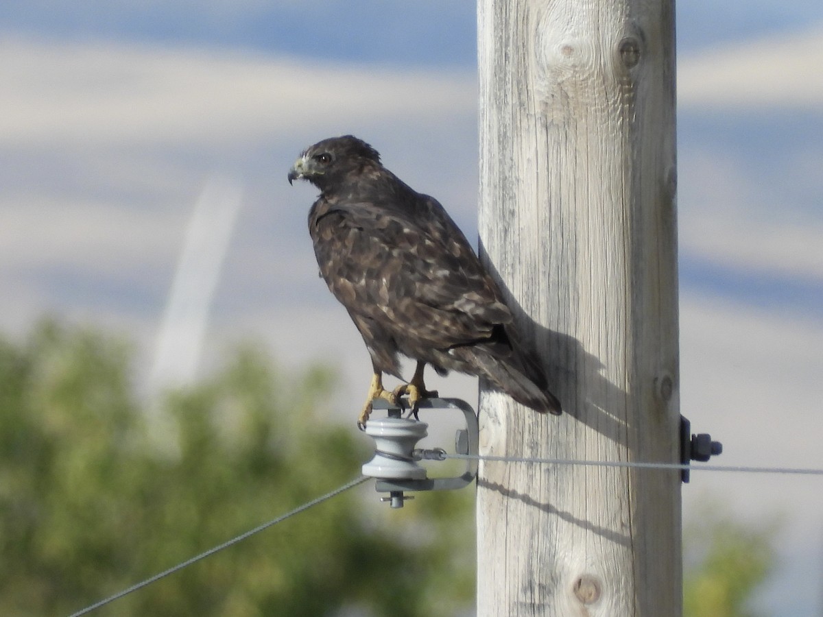 Red-tailed Hawk (Harlan's) - ML623966641