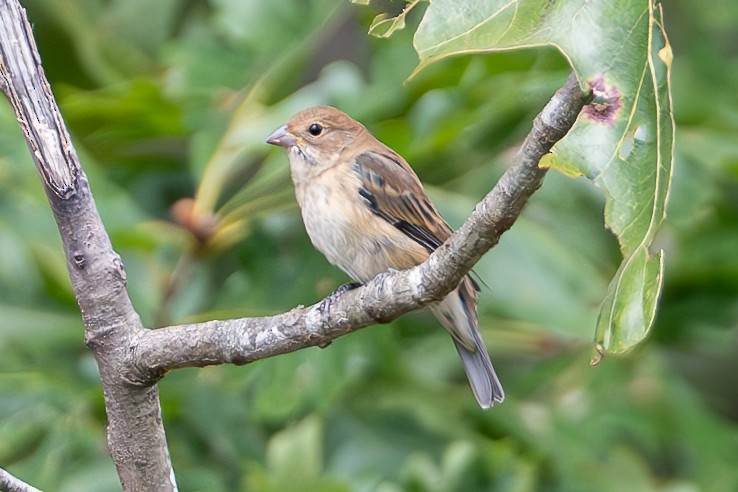 Indigo Bunting - ML623966642