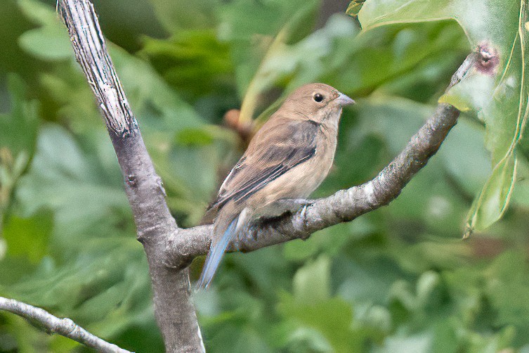 Indigo Bunting - ML623966643