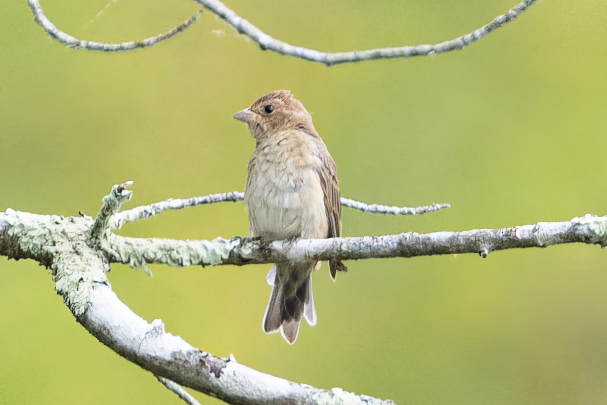 Indigo Bunting - ML623966644