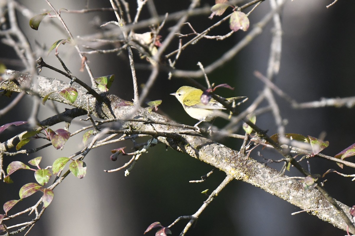 Tennessee Warbler - ML623966646