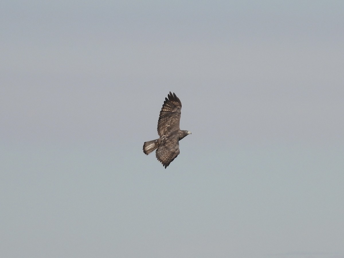 Red-tailed Hawk (Harlan's) - ML623966647