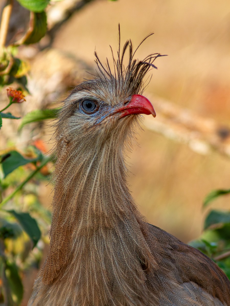 Red-legged Seriema - ML623966648