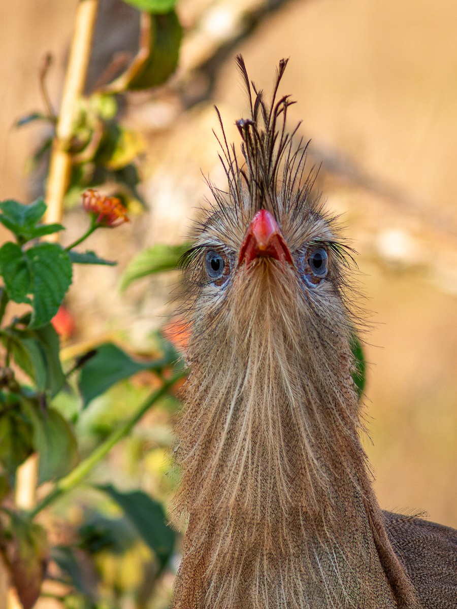 Red-legged Seriema - ML623966649