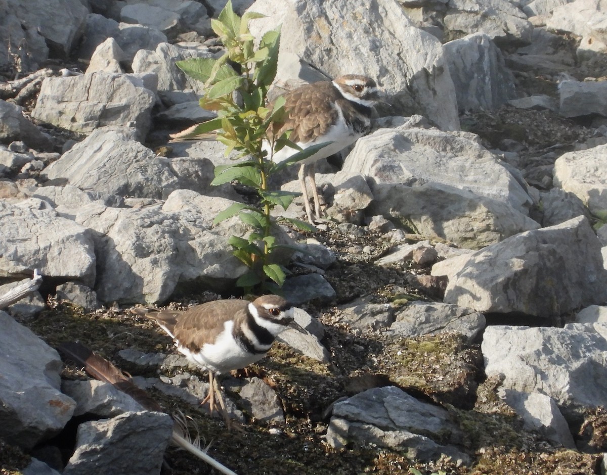 Killdeer - ML623966650