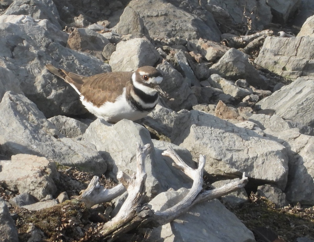 Killdeer - ML623966651