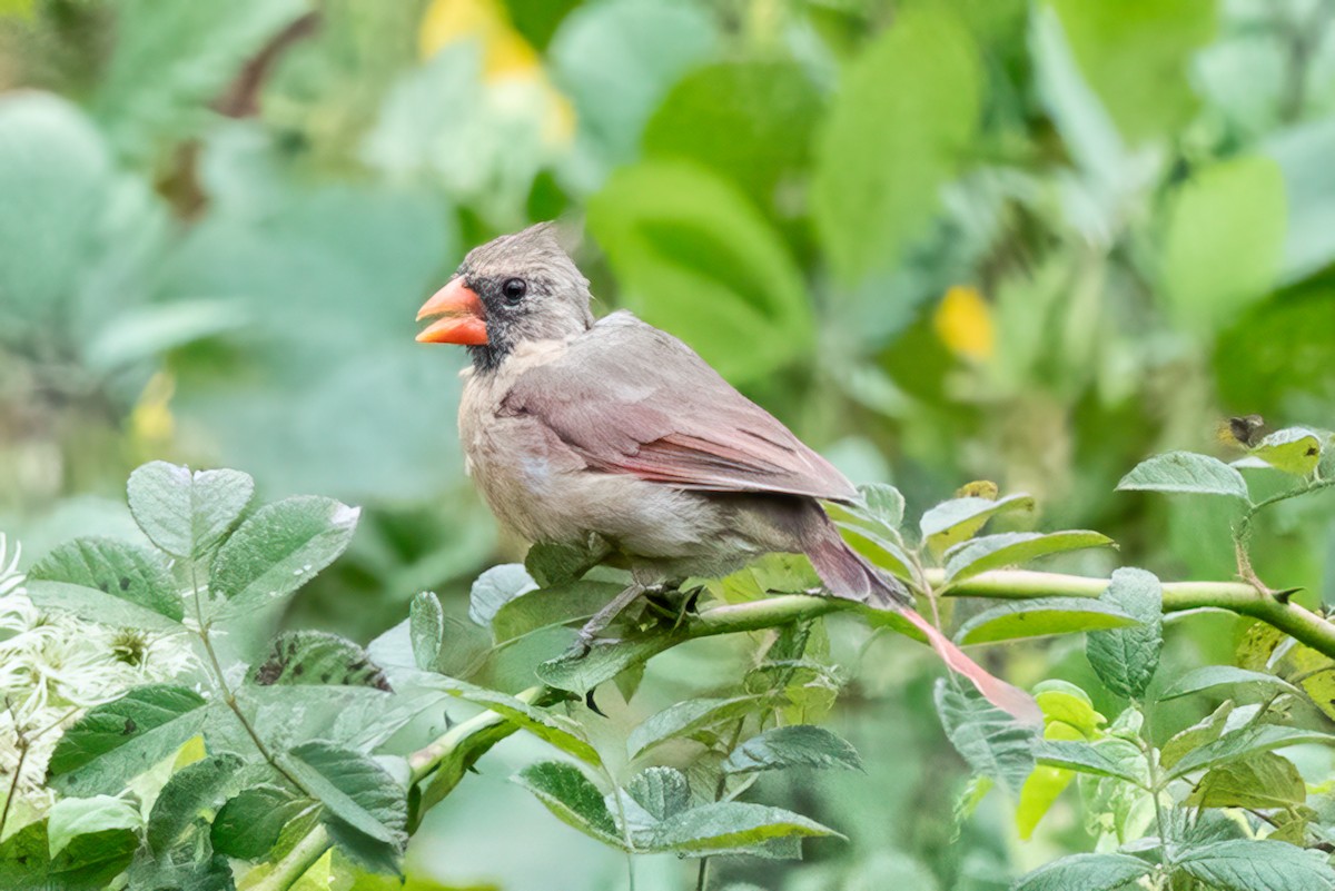 Northern Cardinal - ML623966653