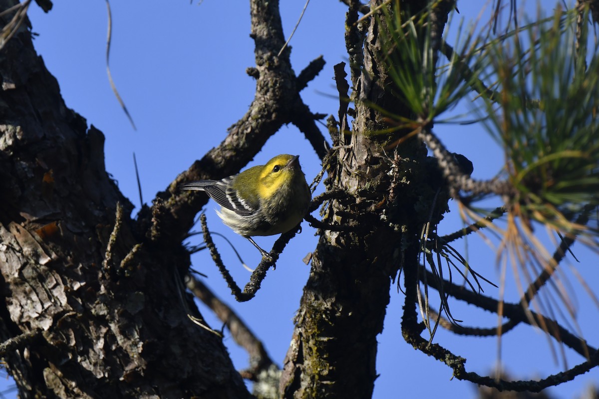 Black-throated Green Warbler - ML623966654