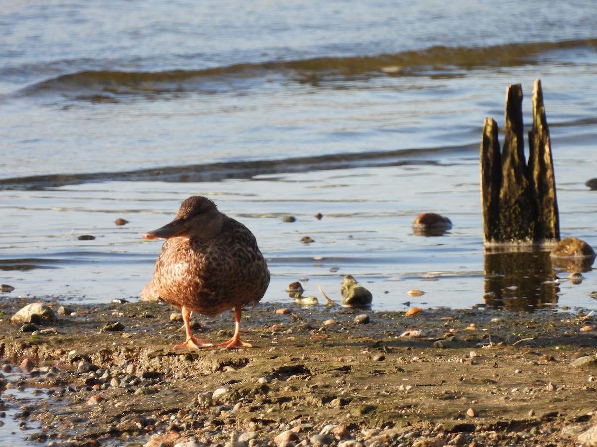 Northern Shoveler - Mark Stevens