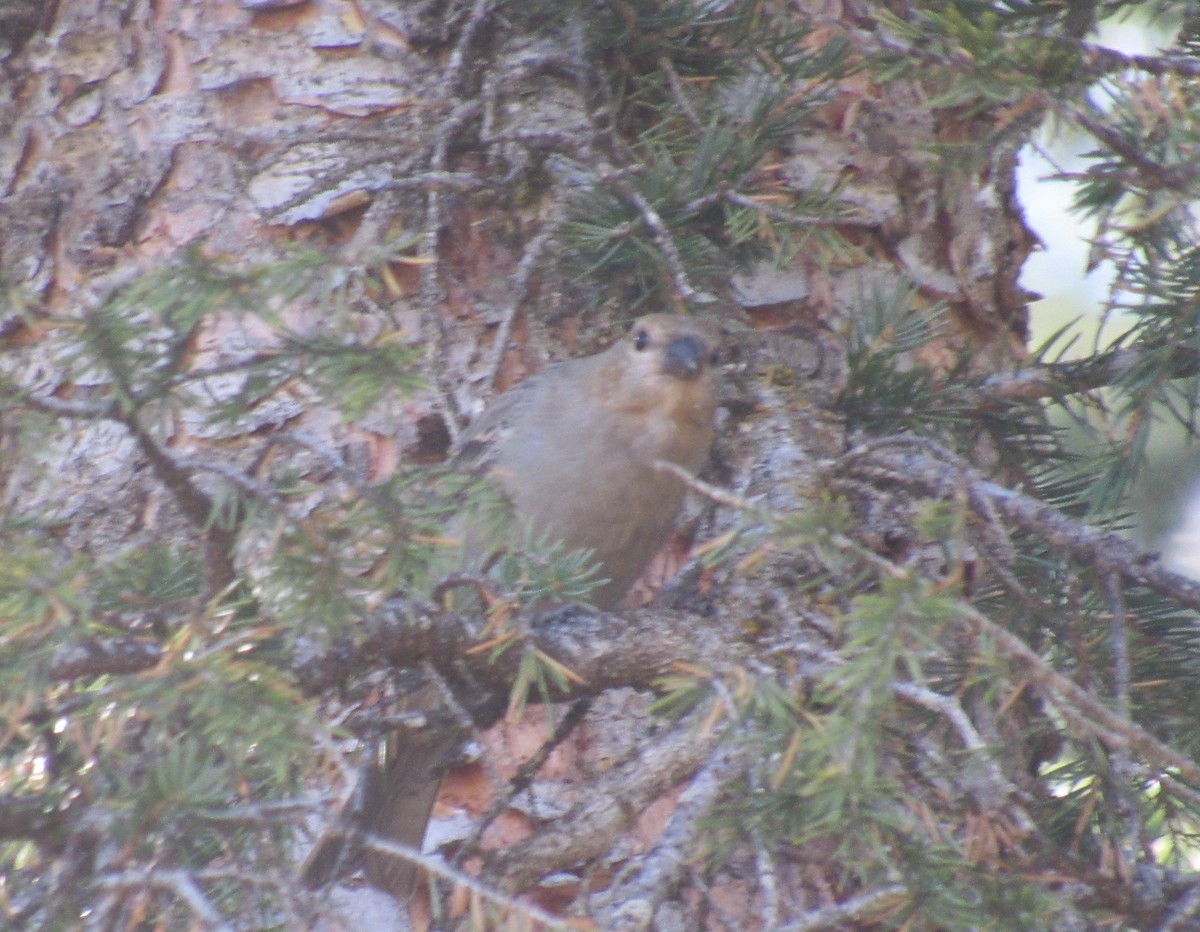 Pine Grosbeak - ML623966657