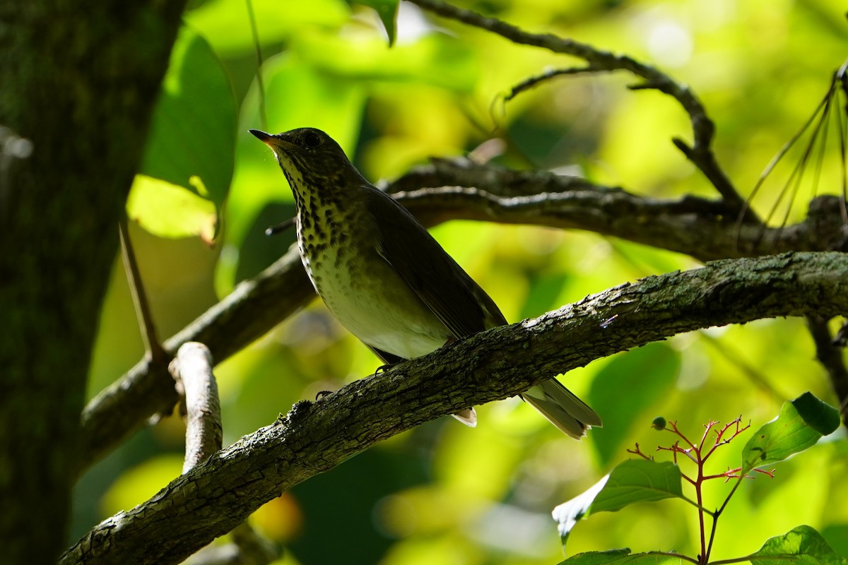 Gray-cheeked Thrush - ML623966658