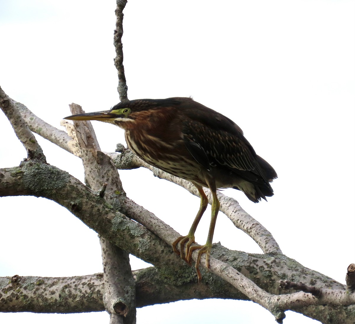 Green Heron - ML623966660