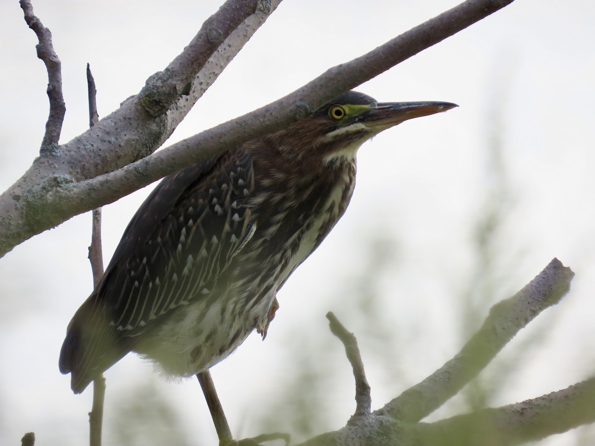 Green Heron - ML623966661